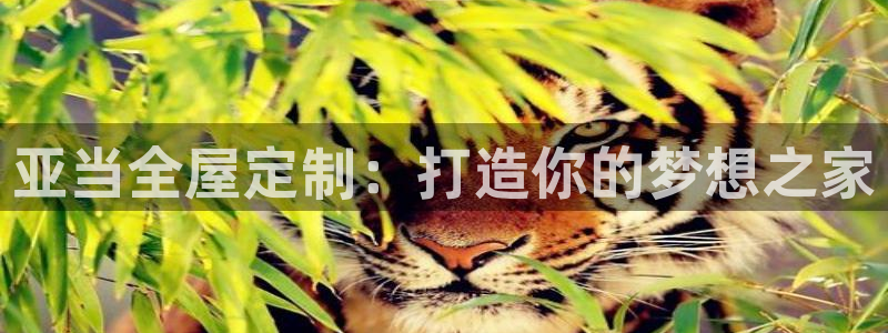 bb电子为什么总赢不了